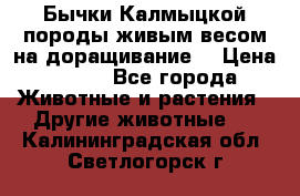 Бычки Калмыцкой породы живым весом на доращивание. › Цена ­ 135 - Все города Животные и растения » Другие животные   . Калининградская обл.,Светлогорск г.